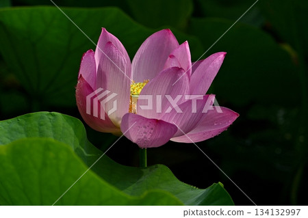 行田市古蓮花公園裡盛開著古老的蓮花 134132997