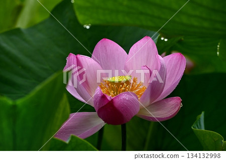 行田市古蓮花公園裡盛開著古老的蓮花 134132998