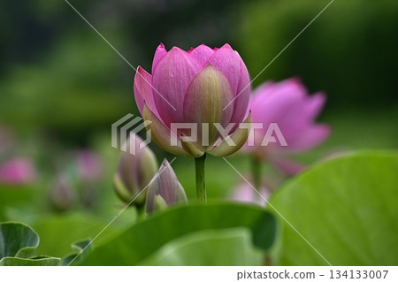 Ancient lotus flowers blooming in Gyoda City Ancient Lotus Park 134133007