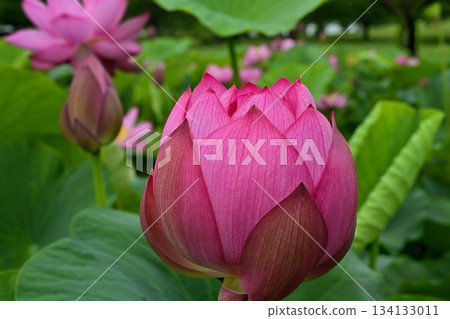 行田市古蓮花公園裡盛開著古老的蓮花 行田市古蓮花公園裡盛開著古老的蓮花 134133011