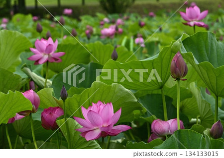 Ancient lotus flowers blooming in Gyoda City Ancient Lotus Park Ancient lotus flowers blooming in Gyoda City Ancient Lotus Park 134133015