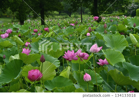 行田市古蓮花公園裡盛開著古老的蓮花 行田市古蓮花公園裡盛開著古老的蓮花 134133018
