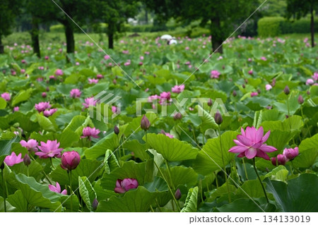行田市古蓮花公園裡盛開著古老的蓮花 行田市古蓮花公園裡盛開著古老的蓮花 134133019