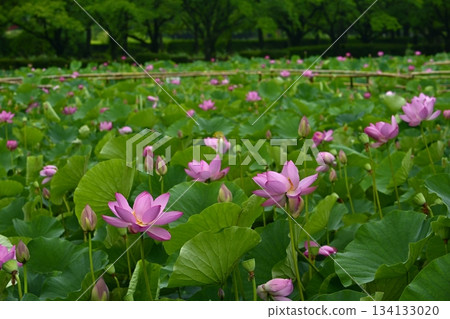 行田市古蓮花公園裡盛開著古老的蓮花 134133020