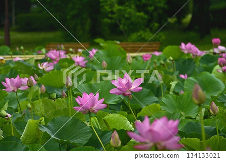 Ancient lotus flowers blooming in Gyoda City Ancient Lotus Park Ancient lotus flowers blooming in Gyoda City Ancient Lotus Park 134133021