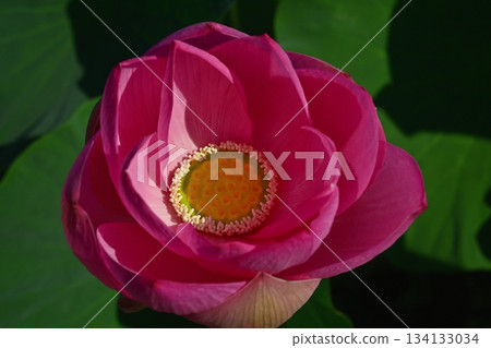 Ancient lotus flowers blooming in Gyoda City Ancient Lotus Park Ancient lotus flowers blooming in Gyoda City Ancient Lotus Park 134133034