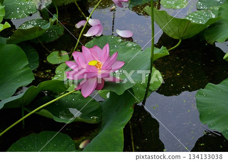 Ancient lotus flowers blooming in Gyoda City Ancient Lotus Park Ancient lotus flowers blooming in Gyoda City Ancient Lotus Park 134133038