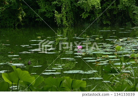 行田市古蓮花公園裡盛開著古老的蓮花 134133039