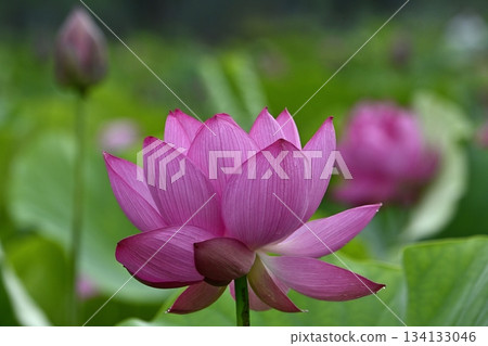 Ancient lotus flowers blooming in Gyoda City Ancient Lotus Park 134133046