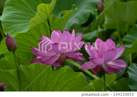 行田市古蓮花公園裡盛開著古老的蓮花 134133053