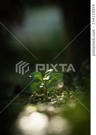 Close-up of green leaves backlit by natural sunlight, creating soft glow and warm atmosphere. Minimal nature scene with shallow depth of field and peaceful mood. 134133054