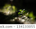Close-up of green leaves backlit by natural sunlight, creating soft glow and warm atmosphere. Minimal nature scene with shallow depth of field and peaceful mood. 134133055