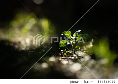 Close-up of green leaves backlit by natural sunlight, creating soft glow and warm atmosphere. Minimal nature scene with shallow depth of field and peaceful mood. 134133055
