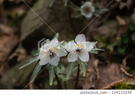 Setsubunsou (Setsubun grass) on a winter day 134133249
