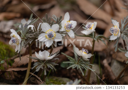 Setsubunsou (Setsubun grass) on a winter day 134133253