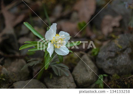 Setsubunsou (Setsubun grass) on a winter day 134133258
