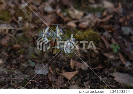 Setsubunsou (Setsubun grass) on a winter day Setsubunsou (Setsubun grass) on a winter day 134133264