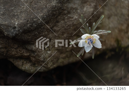 Setsubunsou (Setsubun grass) on a winter day Setsubunsou (Setsubun grass) on a winter day 134133265