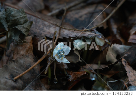 Setsubunsou (Setsubun grass) on a winter day 134133283