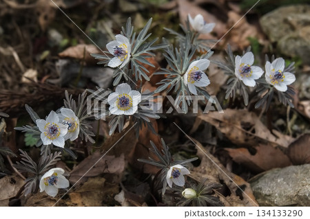 Setsubunsou (Setsubun grass) on a winter day 134133290