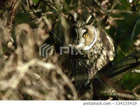 Winter birds have arrived. A long-eared owl taking a nap during the day. 134133419