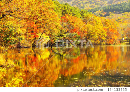 Golden autumn leaves on the lakeside and their vibrant reflections on the water Golden autumn leaves on the lakeside and their vibrant reflections on the water 134133535