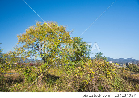京都桂川兩岸初冬的樹木 134134057
