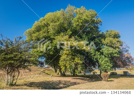 初冬時節的嵐山東公園，京都 134134068