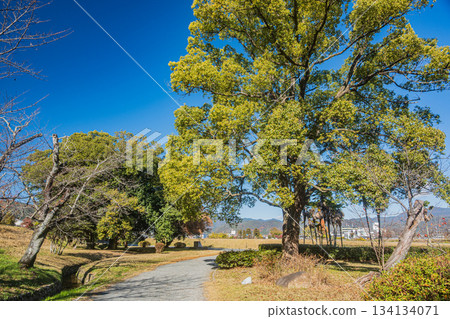 初冬時節的嵐山東公園，京都 134134071