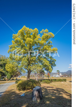 初冬時節的嵐山東公園，京都 134134073