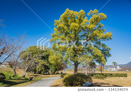 初冬時節的嵐山東公園，京都 134134074