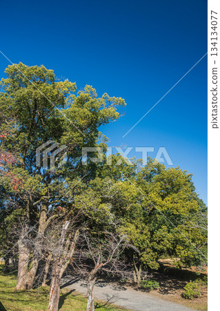 初冬時節的嵐山東公園，京都 134134077