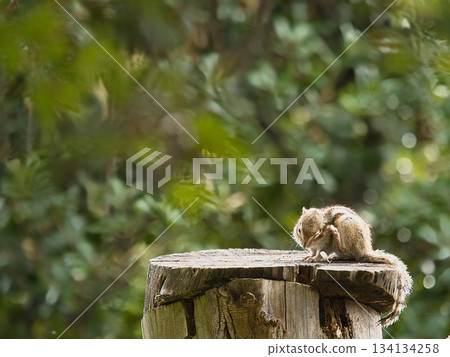 Chipmunk grooming Chipmunk grooming 134134258