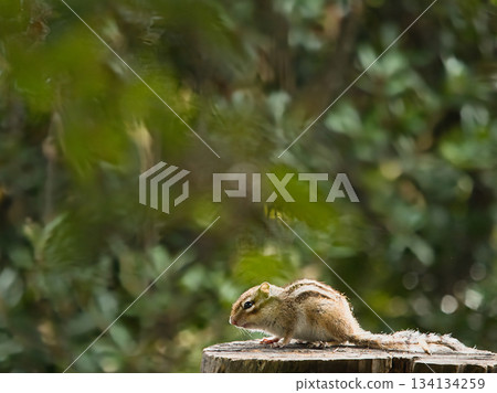 A chipmunk staring at something on a tree 134134259