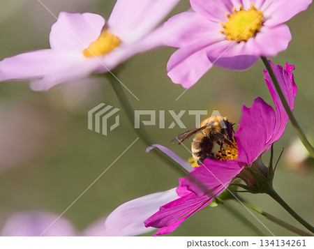 蜜蜂蜂蜜吸吮宇宙蜂蜜 134134261