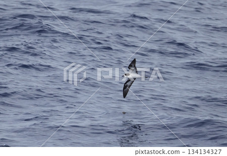 A pale petrel flying over the sea A pale petrel flying over the sea 134134327