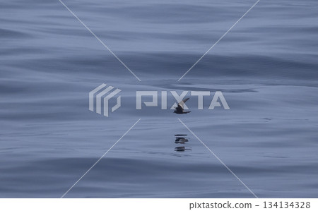 Oston's Storm Petrel flying over the sea Oston's Storm Petrel flying over the sea 134134328