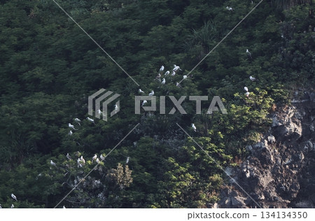 Red-footed booby colony on Minami-Iwo Jima 134134350