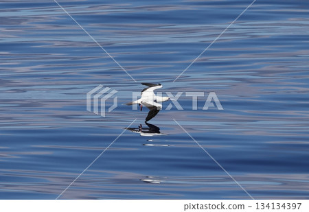 Red-footed booby flying with legs out Red-footed booby flying with legs out 134134397