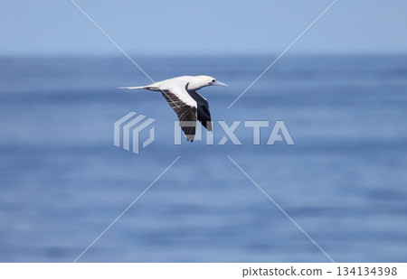 紅腳鰹鳥飛過海面 紅腳鰹鳥飛過海面 134134398