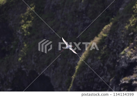 Red-tailed Tropical Butterfly in Flight 134134399