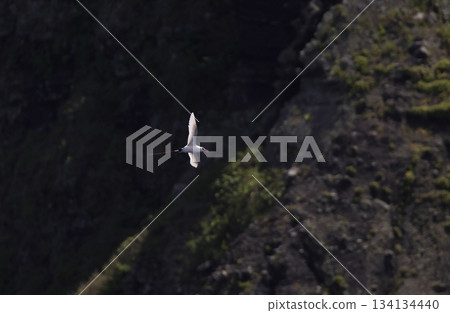 Red-tailed Tropical Butterfly in Flight Red-tailed Tropical Butterfly in Flight 134134440