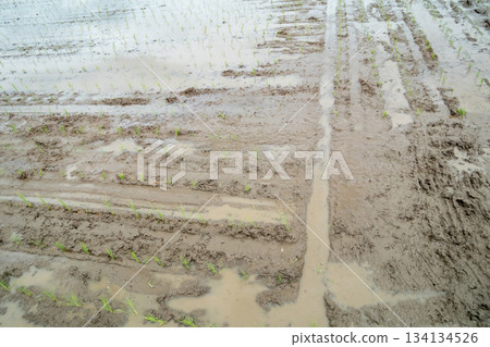paddy, seeding, rice plant 134134526