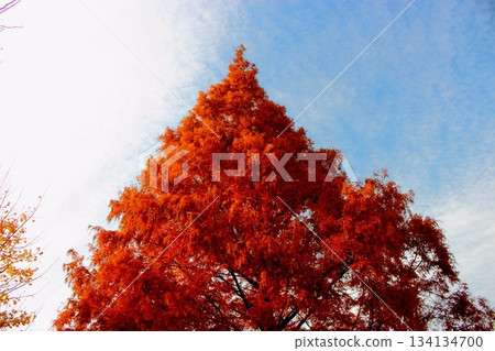 Autumn leaves of trees 134134700