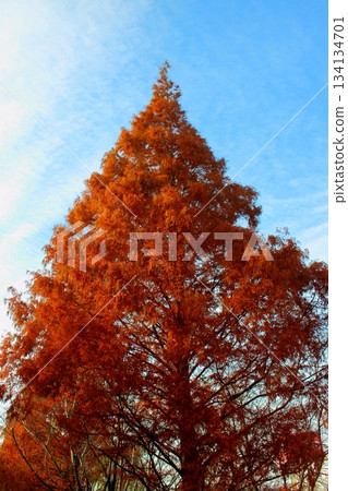 Autumn leaves on trees [Vertical position] 134134701