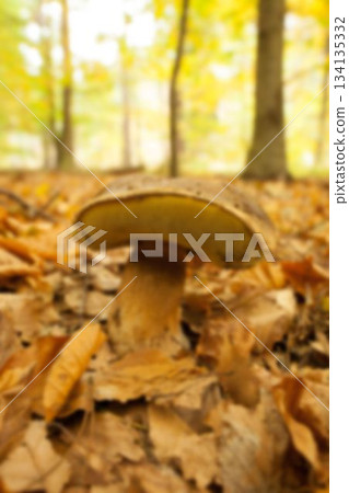 Mushroom growing during autumn 134135332