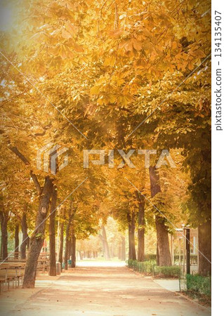 Dirt path surrounded by trees in a park 134135407
