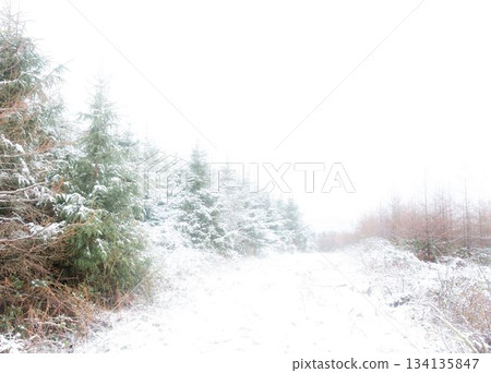 Flat design showing snowy clearing with dense evergreen conifer trees underbrush and bare shrubs 134135847