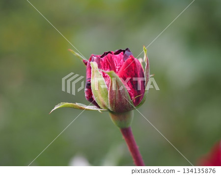 玫瑰新想像花蕾 134135876