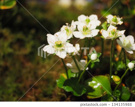 Wildflower Kozu plum blossom Wildflower Kozu plum blossom 134135988